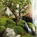 Terrarium chiuso con piante tropicali