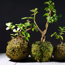 Kokedama verde rigogliosa con muschio fresco, esempio perfetto di manutenzione corretta per piante sospese