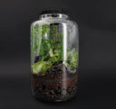 Ecosistema unico del Terrarium Black Lava, con piante e rocce vulcaniche in un ambiente chiuso e autosufficiente.