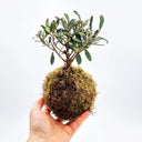 Kokedama - piante in sfere di muschio, bonsai volanti artigianali