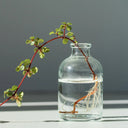 Piante in idroponica - Monstera e Anthurium in vaso di vetro