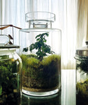 Terrarium chiusi decorativi - ecosistemi vegetali in vetro artigianali