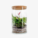 Terrarium chiuso Anthurium Big con pianta di Anthurium Lily e Fittonia