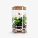 Primo piano Anthurium Lily nel terrarium Big artigianale