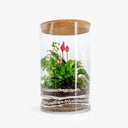 Dettaglio Fittonia Albivenis nel terrarium Anthurium Big