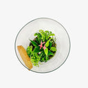 Dettaglio interno terrarium Anthurium Big ecosistema tropicale