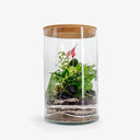 Vista interna terrarium Anthurium Big con Felce e piante tropicali