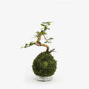 Kokedama con bonsai Carmona artigianale, pianta del tè asiatica lavorata a Zen