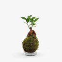 Vista laterale bonsai Ficus Ginseng Kokedama, prospettiva diversa dell'albero