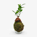 Vista completa Kokedama Ficus Ginseng, mostra altezza 25cm e forma sferica