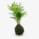 Vista completa Kokedama Chamadorea, mostra altezza 32cm e forma sferica