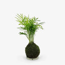 Vista laterale Chamadorea Kokedama, prospettiva diversa della palma