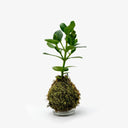 Vista completa Kokedama Clusia, mostra altezza 32cm e forma sferica caratteristica