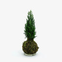 Vista completa Kokedama Cupressus, mostra altezza 38cm e forma sferica caratteristica