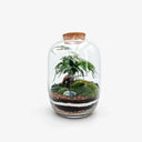 Terrarium chiuso Ginseng con bonsai Ficus Ginseng e Asparagus Setaceus