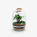 Vista interna terrarium Ginseng con piante tropicali
