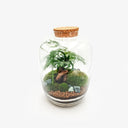 Dettaglio interno terrarium Ginseng ecosistema equatoriale