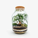 Terrarium chiuso Ficus Ginseng con bonsai in vaso di vetro trasparente, ecosistema equatoriale umido perfetto per interni