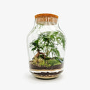 Dettaglio delle radici aeree del bonsai Ficus Ginseng all'interno del terrarium, mostrando la caratteristica forma delle radici esposte