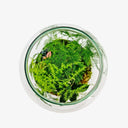 Vista dall'alto del terrarium Ficus Ginseng, composizione artistica con bonsai e Asparagus Setaceus in contenitore di vetro