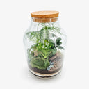 Terrarium Ficus Ginseng in ambiente domestico, elemento decorativo naturale che aggiunge un tocco di verde all'arredamento