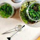 immagine dall'alto sulla manutenzione dei terrarium