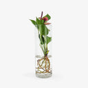 Anthurium idroponico - Pianta tropicale con fiori rossi in vaso innovativo