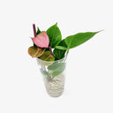 Anthurium - Sistema di coltivazione idroponica per piante tropicali