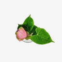 Anthurium idroponico - Dettaglio del design elegante Terrarium Del Conero