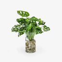 Monstera idroponica - Pianta tropicale con foglie fenestrate in vaso innovativo