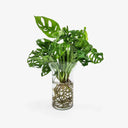 Monstera - Pianta tropicale in idroponica con radici visibili nel vaso