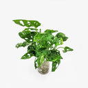 Monstera - Sistema di coltivazione idroponica per piante tropicali d'appartamento