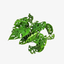 Monstera idroponica - Dettaglio delle foglie caratteristiche Terrarium Del Conero