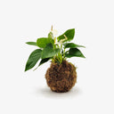 Kokedama con Anthurium bianco artigianale, pianta tropicale sospesa con cappio
