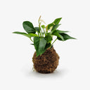 Vista laterale Kokedama con Anthurium, prospettiva diversa della pianta tropicale