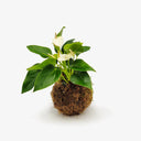 Vista dall'alto Kokedama Anthurium, mostra la disposizione delle foglie e la struttura