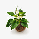 Dettaglio Anthurium in Kokedama, vista ravvicinata della pianta tropicale bianca