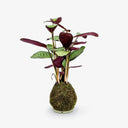 Vista completa Kokedama Ctenanthe, mostra altezza 52cm e forma sferica