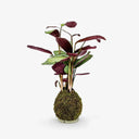 Kokedama con Ctenanthe artigianale, pianta tropicale brasiliana dalle foglie screziate