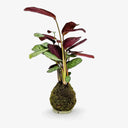 Vista ravvicinata Ctenanthe Kokedama, dettaglio delle foglie lanceolate