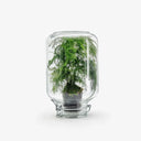 Terrarium Metaverso - Vista completa del vaso in vetro trasparente