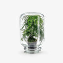 Terrarium Metaverso - Vista frontale con Asparagus Setaceus in vaso capovolto