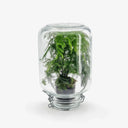 Terrarium Metaverso - Dettaglio interno della pianta Asparagus Setaceus