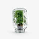 Terrarium Metaverso - Particolare del fogliame piumoso dell'Asparagus