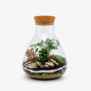 Terrarium chiuso Monstera Jar con pianta di Monstera e Fittonia Albivenis