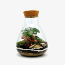 Primo piano pianta di Monstera nel terrarium Jar artigianale