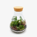 Dettaglio interno terrarium Monstera Jar ecosistema tropicale