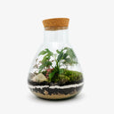 Vista interna terrarium Monstera Jar con Asparagus Setaceus