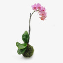 Kokedama con Orchidea Phalaenopsis artigianale, pianta asiatica tropicale con cappio