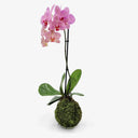 Vista completa Kokedama Orchidea, mostra altezza 40cm e forma sferica
